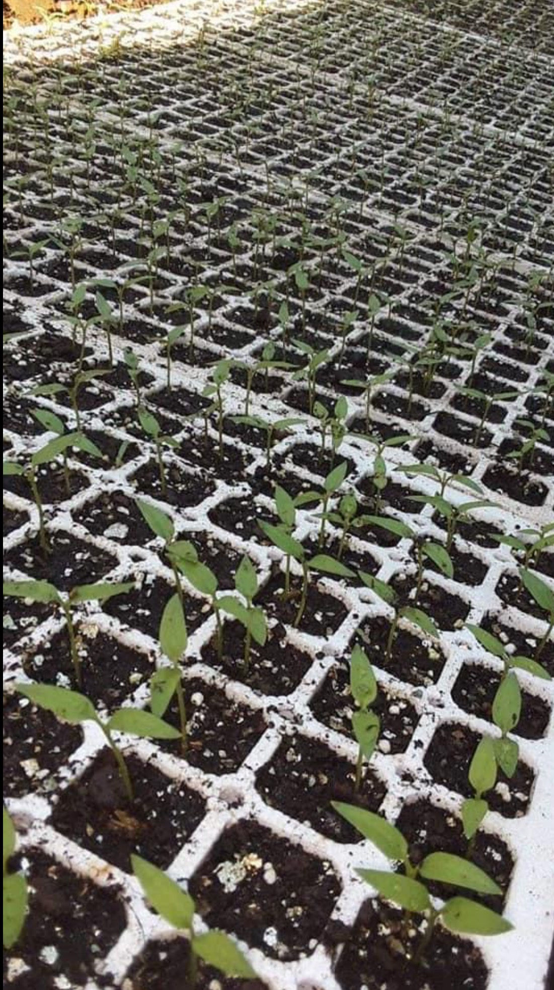 Seedlings