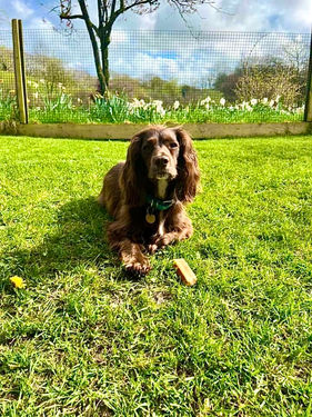 Dog friendly holiday, dog friendly devon, dog devon, dog friendly holiday cottages,