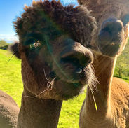 Mill Farm Devon Holidays alpacas Prince & Chewy.