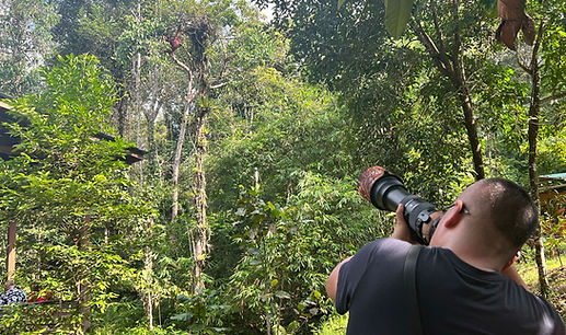 Semenggoh-Orangutan-6.jpg