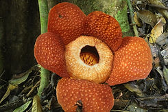 Rafflesia 2.JPG