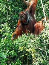 Semenggoh Orangutan 4.jpg
