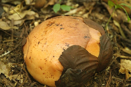 Sarawak - Gunung Gading Rafflesia Bug 2.JPG