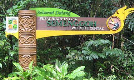 semenggoh-01.jpg