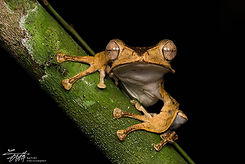 Sarawak Frog.jpg