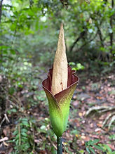 Gunung Gading Carcass Flower 1.jpg