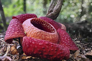 Rafflesia.jpg