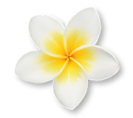 Franjipani
