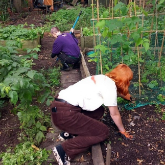 A photo of two people crouching in the allotment amidst rows of green-leafed plants on either side, working at the ground with their backs turned to the camera. 