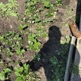 A photo of crops emerging in the TMP allotment.