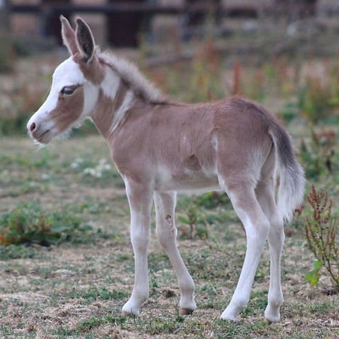 ane-miniature-quilucru.jpg