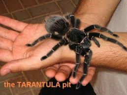الصورة المصغرة: עכביש - טרנטולה — Spider - Terantula 