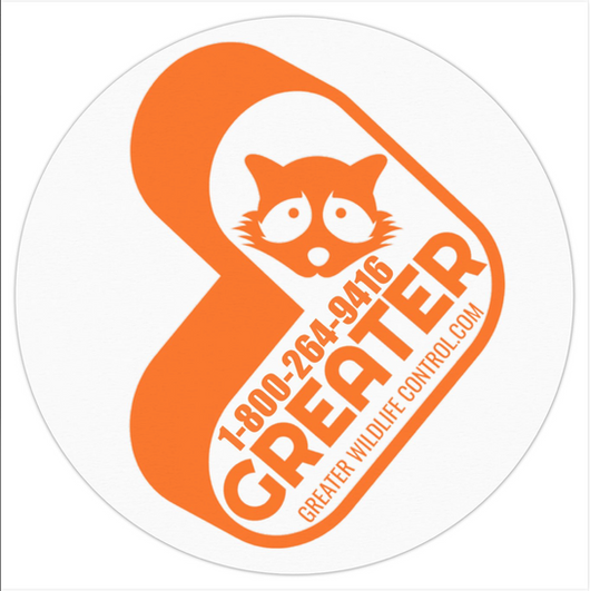 Wildlife Control Toronto