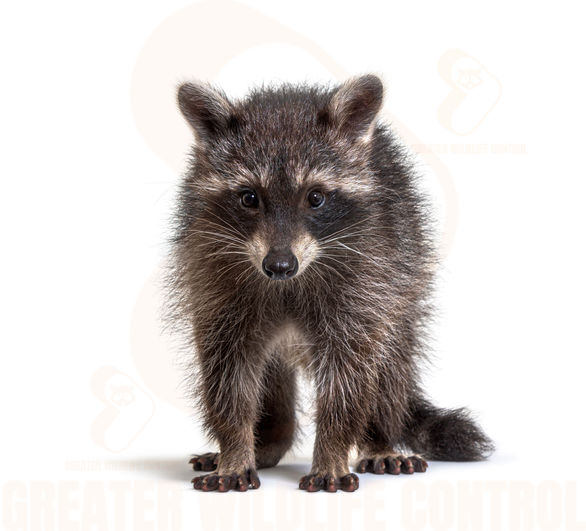 Raccoon Removal Toronto