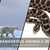 6 Most Dangerous Animals in Canada: Snakes and Beyond