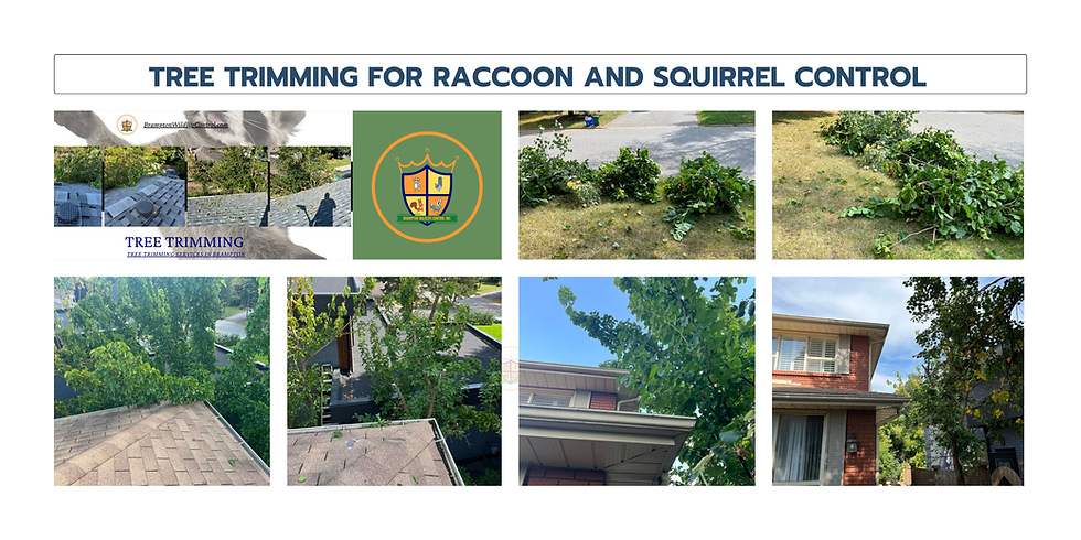 Brampton Tree Trimming for Raccoon and Squirrel Control