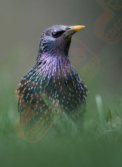 Bird Removal Near Yonge and Steeles