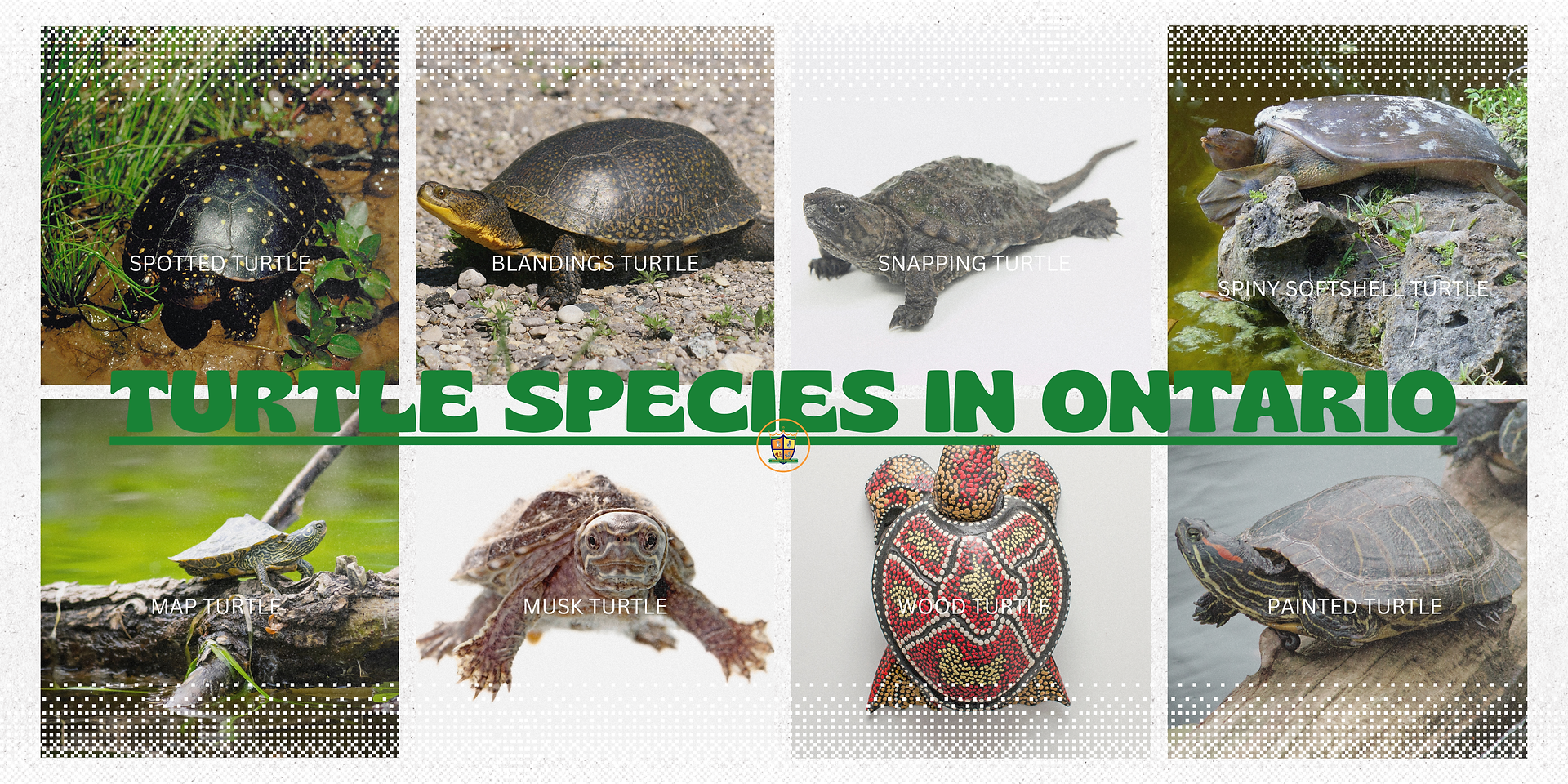 What Does A Painted Turtle Look Like? An Ontario Turtles Guide