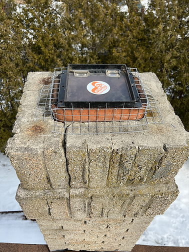 Raccoon Removal From Chimney
