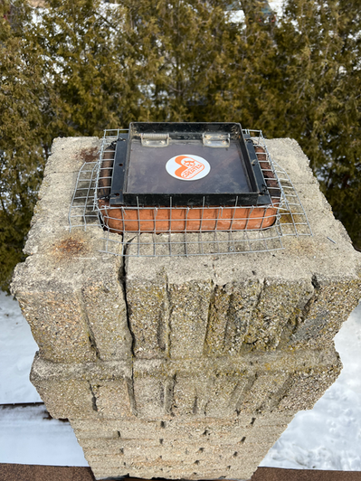 Raccoon Removal Toronto