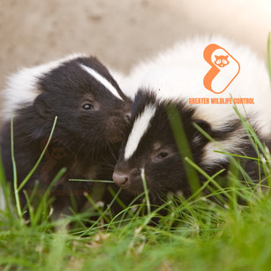 Greater Wildlife Control, Skunk Removal Services in The Greater Toronto Area