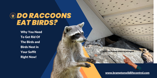 Do Raccoons Eat Birds? How Baby Birds Attract Raccoons to Your Home