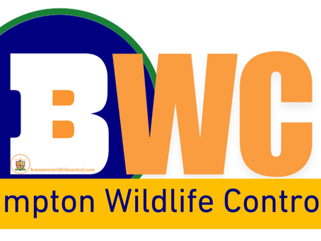 Wildlife Removal Deerfield