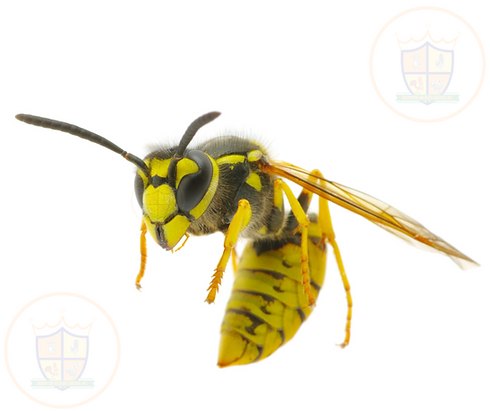 WASPS Brampton Wasp Nest Removal Service