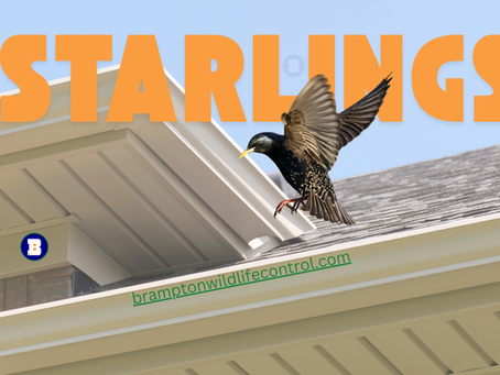 European Starling (Sturnus Vulgaris): The Black Birds That Nest in Wall Vents
