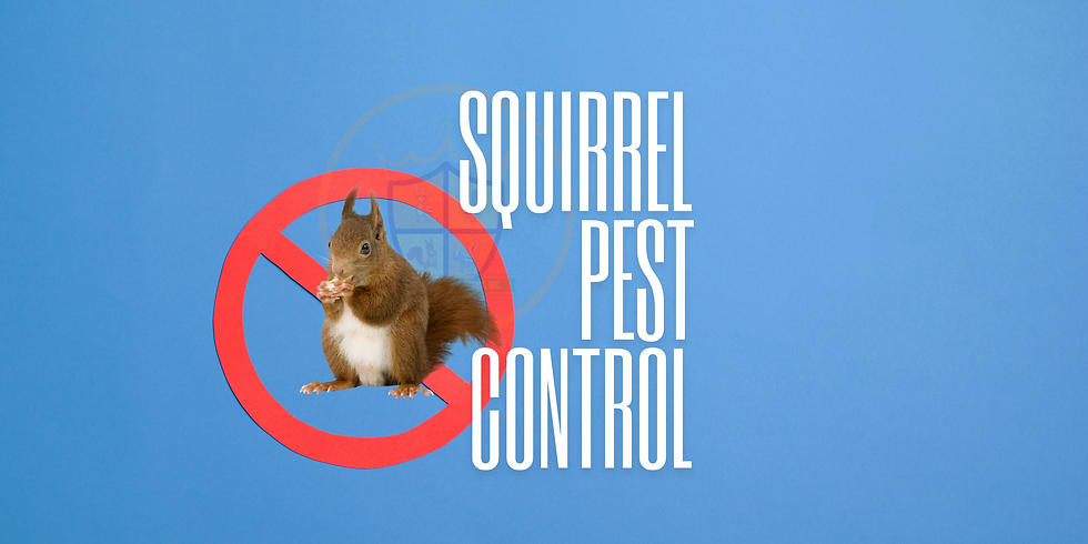 Squirrel Pest Control