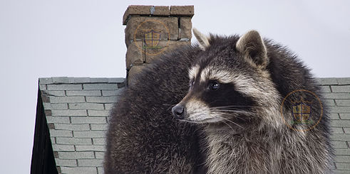 Raccoon Removal Brampton, City of Brampton Raccoon Removal
