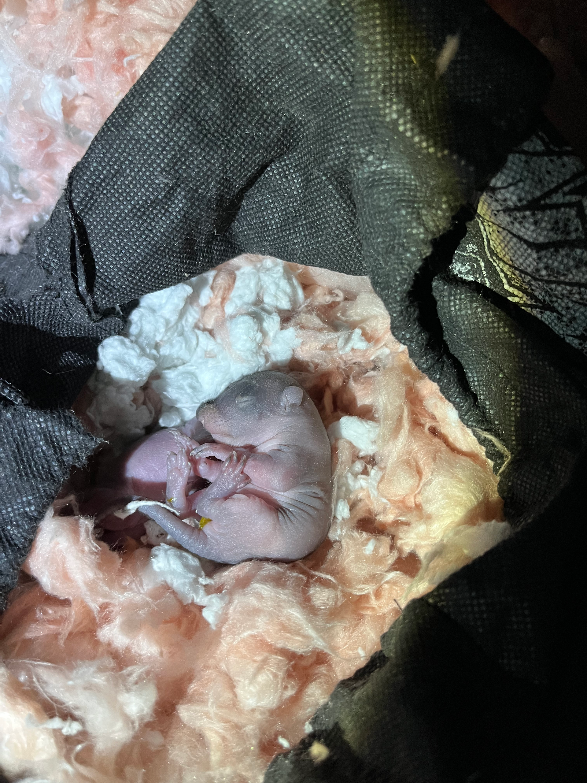 When Do Baby Squirrel Brampton Leave the Nest?