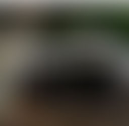 5 + Fun Facts About The Skunk Animal