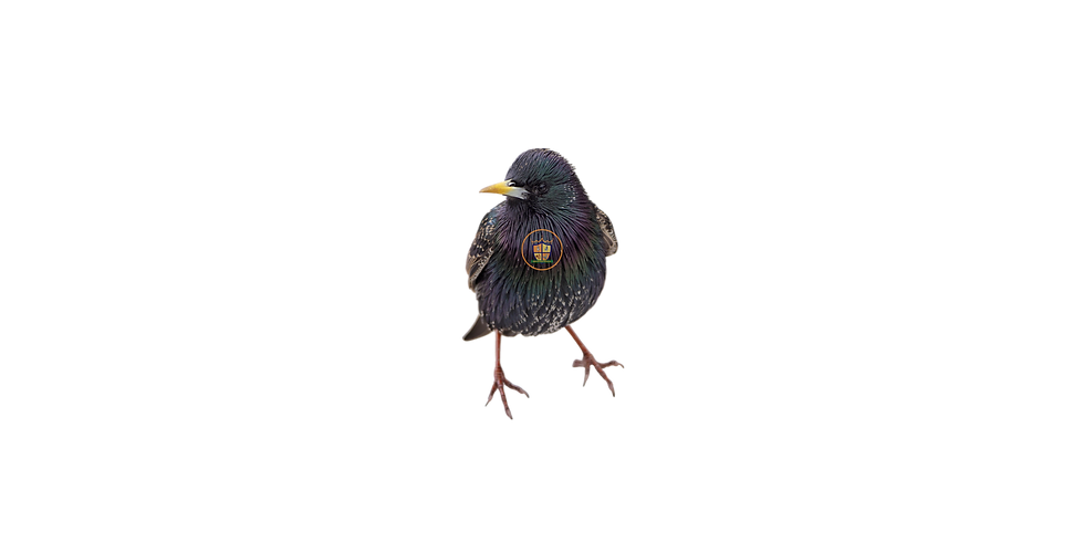 professional bird removal service