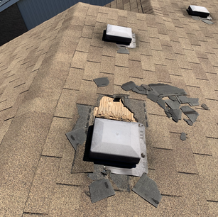 Greater Raccoon Removal and Roof Repair