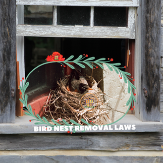 Is It Illegal To Remove A Bird's Nest With Chicks Or Eggs In Brampton Ontario
