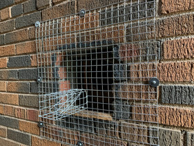 Affordable Wildlife Control Squirrel Removal