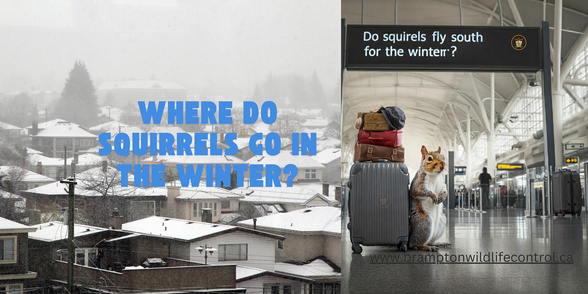 Where Do Squirrels Go in the Winter