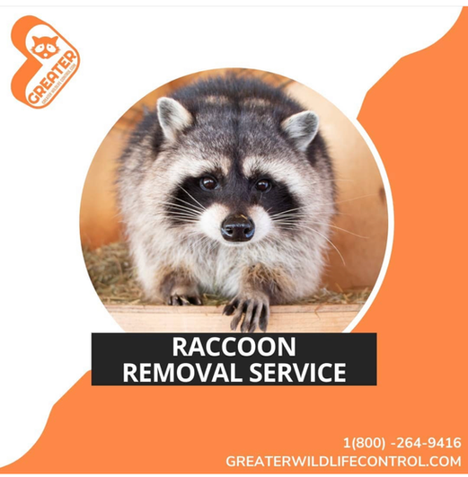 Toronto Wildlife Removal, Wildlife Control