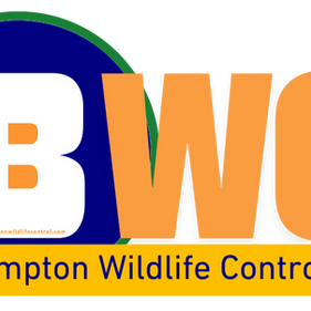 Wildlife Removal Downtown Brampton