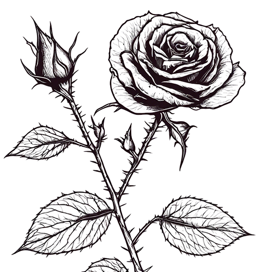 A thin-line drawing of black rose with thorns_NOBACKGROUND.png