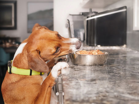 Un chien qui vole de la nourriture sur le comptoir.