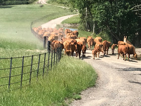 Bettws Hall Stabiliser Cattle Breed