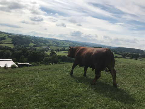 Bettws Hall Stabiliser Cattle Breed