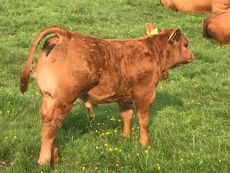 Bettws Hall Stabiliser Cattle Breed