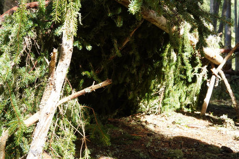 Lean To Shelter