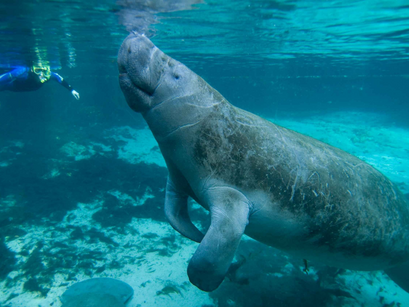 Master Guide on Swimming with Crystal River Manatee
