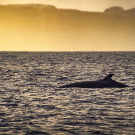 whale