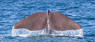 whale watching norway