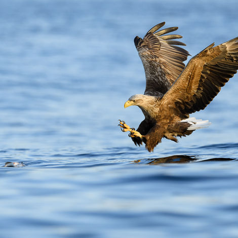eagle